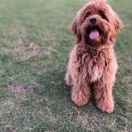 Cockapoo and Goldendoodle All Grown Up from Southern Belle Doodles