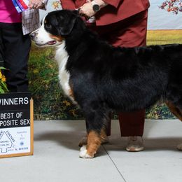 Flora - Bernese Mountain Dog