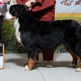 Flora - Bernese Mountain Dog