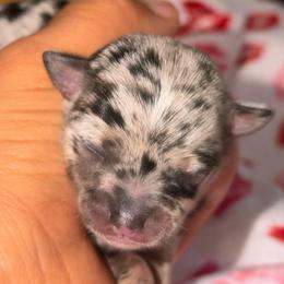 Cosmo - Merle male Chihuahua puppy in Hasting, Florida from Fiesta Pups