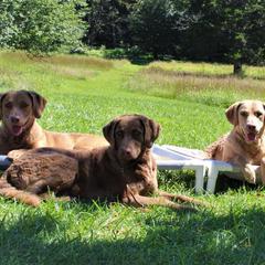 Chesapeake Bay Retrievers from Chessieville Bay Enterprises LLC