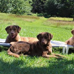 Chesapeake Bay Retrievers from Chessieville Bay Enterprises LLC
