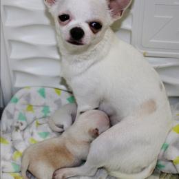 Chihuahua puppies from Daystars Chihuahuas
