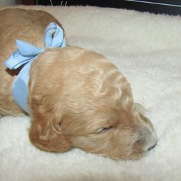 Goldendoodle and Poodle Puppies from David & Patricia Elliott