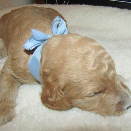 Goldendoodle and Poodle Puppies from David & Patricia Elliott