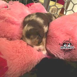 Australian Shepherd and Miniature Australian Shepherd Puppies from Integrity Aussies Tx