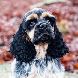 Cocker Spaniels from WilDen (breeding with Whirlwyn)