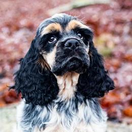 Cocker Spaniels from WilDen (breeding with Whirlwyn)