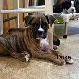 Duke - Brindle male Boxer puppy in Rochester, Washington from Holly's Boxers of Rochester