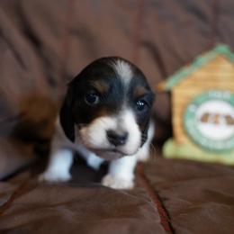 Peach - Piebald female Dachshund puppy in Quemado, New Mexico from TNT Dachshunds