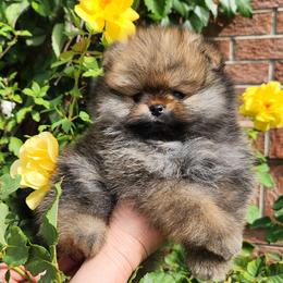 Bright Red Boy - Red male Pomeranian puppy in Broomfield, Colorado from Diamond-Pom