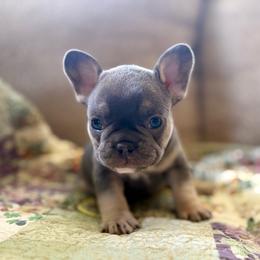 Bubba - Blue male French Bulldog puppy in Greeley, Colorado from Mandy Moon French Bulldogs