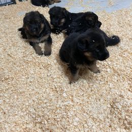 German Shepherd Puppies from Khanguard German Shepherds