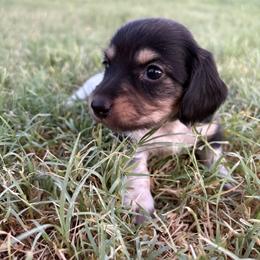 Maple - Piebald female Dachshund puppy in Hawley, Texas from Little e Dachshunds