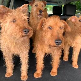 Irish Terrier All Grown Up from Woodley Meadows