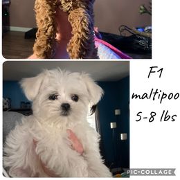 Maltipoo puppies from Doodle Pups Fur-Ever
