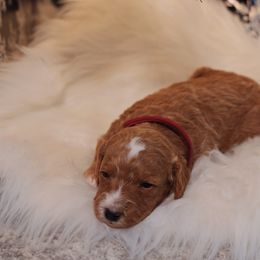 Goldendoodle Puppies from Redhead Doodle Co