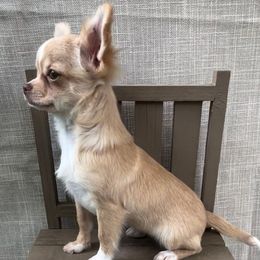 Mae Mae - Chihuahua