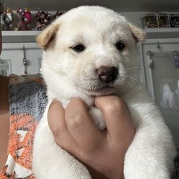 Ayaka-beautiful blossom - Cream female Shiba Inu puppy in Lehigh Acres, Florida from SWFL Happy Dogs