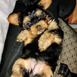 Yorkshire Terrier Puppies from Danielle's Yorkies