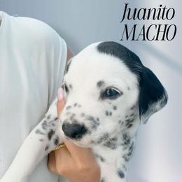 Juanito - White and black male Dalmatian puppy in Killeen, Florida from America's Dalmatian Friends