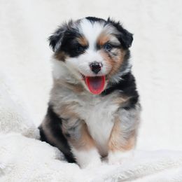 Miniature American Shepherd Puppies from Azure Sky Minis