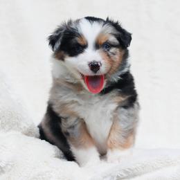 Miniature American Shepherd Puppies from Azure Sky Minis