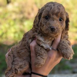 Topanga - Apricot female Cavapoo puppy in Coshocton, Ohio from Forever Family Puppies