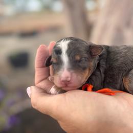Jerky - Blue merle male Bernedoodle puppy in Rose Hill, North Carolina from Red Door Canines