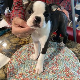 Boston Terrier Puppies from Wagtime Boston Terriers
