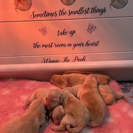 Boy - Golden male Golden Retriever puppy in Montgomery, Texas from Chrysanthos Golden Retrievers