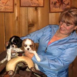 Cavalier King Charles Spaniel Puppies from Jina Ezell