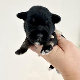 Pearl Girl - Black and silver female Miniature Schnauzer puppy in Floyd, Virginia from Little River Puppies