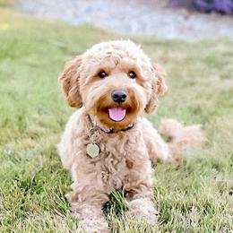 Daphne - Goldendoodle