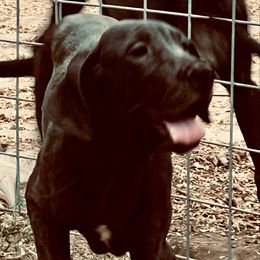 DLF's Lil Bolt Warrior Princess - Black and white female Great Dane puppy in Clayton, Washington from DaneLand Farm