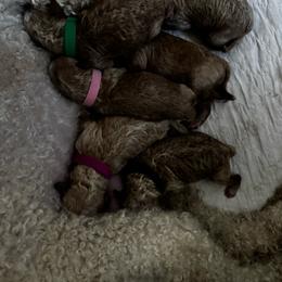 Easton - Apricot male Goldendoodle puppy in Lake Charles, Louisiana from Perfect Fit Poodles & Doodles