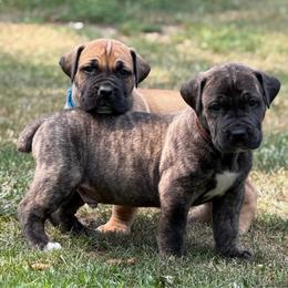 Brown Collar - Brindle male Boerboel puppy in Manitowoc, Wisconsin from Mae Boerboel