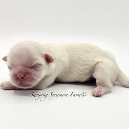 Cream Male - Gold male Shih Tzu puppy in Crawfordsville, Indiana from Swaying Sycamore Farm