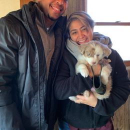 Australian Shepherd Puppies from Rockin' Aussies