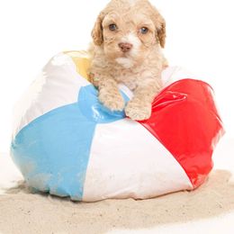 Cockapoo Puppies from Eden Dog