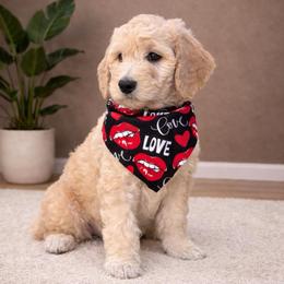 Sapphire - Golden female Double Doodle puppy in El Cajon, California from Calibear Doodles