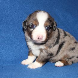 Kix - Blue merle male Miniature American Shepherd puppy in Hillsdale, Michigan from Faithwalk Aussies and Mini American Shepherds