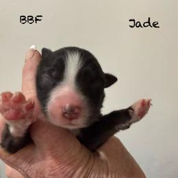 Jade - Black & white female Australian Shepherd puppy in Ellensburg, Washington from Creekside Aussies