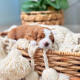 Barbie - Red  male Goldendoodle puppy in Springville, Utah from JW Doodles