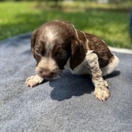 Brittany Puppies from Rocking L Farms