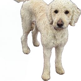 Lil Baby - Goldendoodle