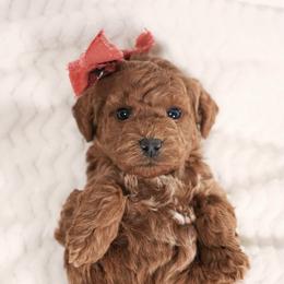 Honey Girl 3250 Free Delivery - Red  female Goldendoodle puppy in Mayfield, Utah from Ruff Country Doodles