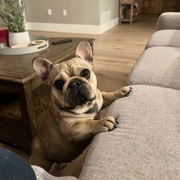 Luna - French Bulldog