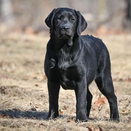 Labrador Retrievers from Dukes Retirevers