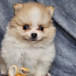 Tulip - Cream parti female Pomeranian puppy in Laredo, Texas from SASH Poms